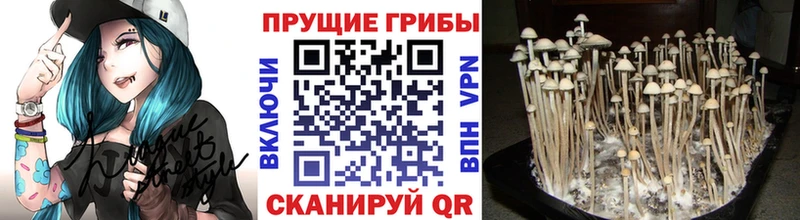 Псилоцибиновые грибы мухоморы  купить наркотики сайты  Балтийск 